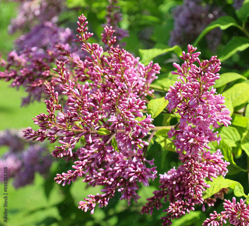 Fototapeta premium Syringa vulgaris (lilac or common lilac) is a species of flowering plant in the olive family Oleaceae, native to the Balkan Peninsula, where it grows on rocky hill