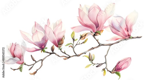 Fototapeta Naklejka Na Ścianę i Meble -  Watercolor painting of blooming magnolia tree branches in spring