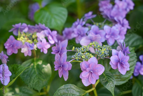 紫陽花の彩り