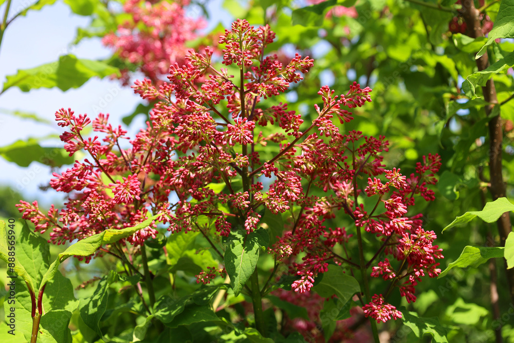 Obraz premium Weigela is a genus of between six and 38 species of deciduous shrubs in the family Caprifoliaceae. 