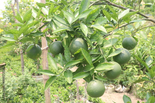 Citrus macroptera on tree in farm photo