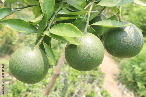 Citrus macroptera on tree in farm photo