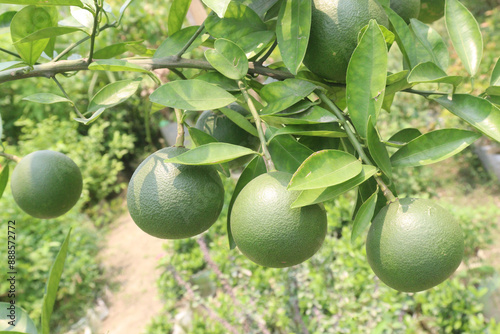 Citrus macroptera on tree in farm photo