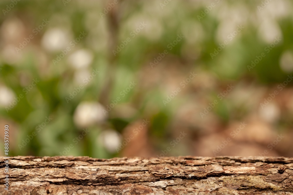 Rustic wooden texture tree on blur forest background Rustic wooden texture tree on blur forest background