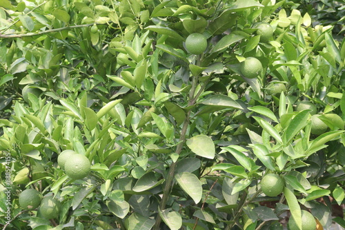 Citrus macroptera on tree in farm photo
