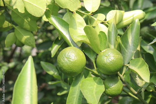 Citrus macroptera on tree in farm photo