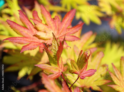 Siebold maple, Acer sieboldianum is a species of maple native to Japan and common in the forests of Hokkaido, Honshu, Shikoku and Kyushu Islands