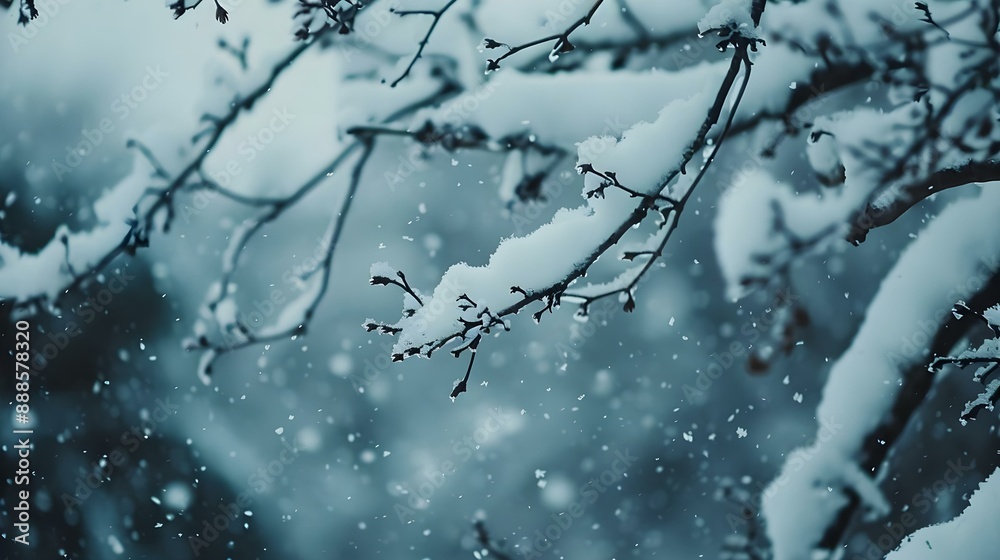 Snow-covered tree branches in a winter garden Snow-covered tree branches in a winter garden