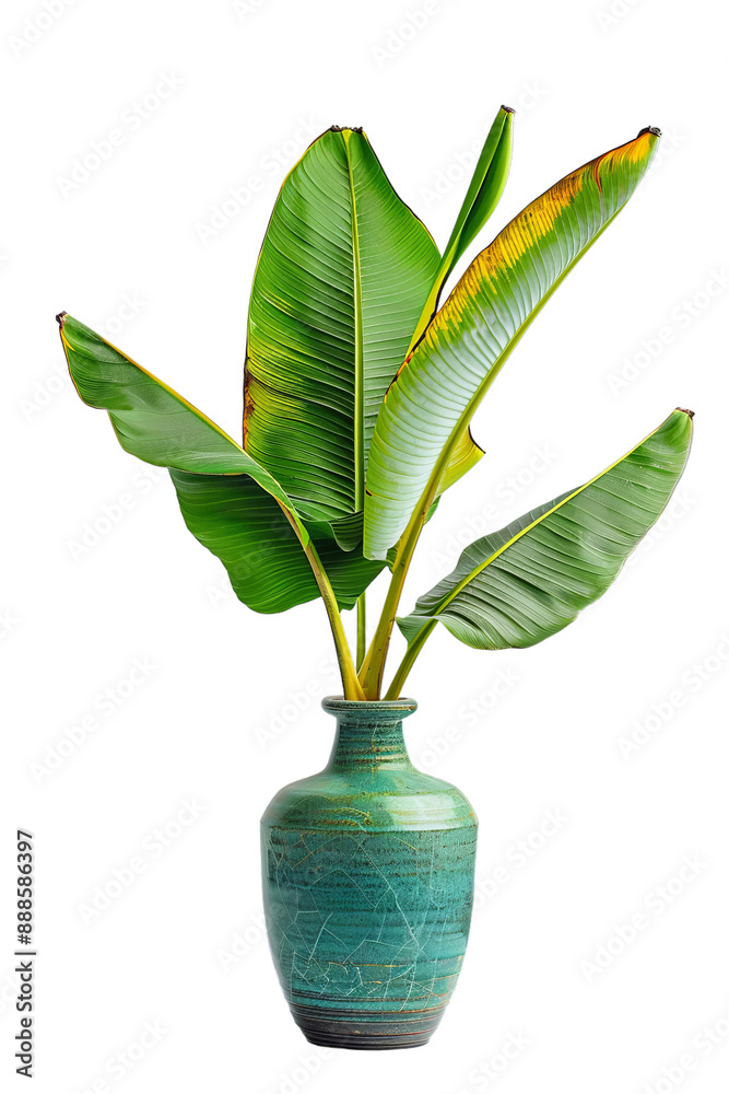 Obraz premium Tropical Banana Leaf in a Rustic Vase