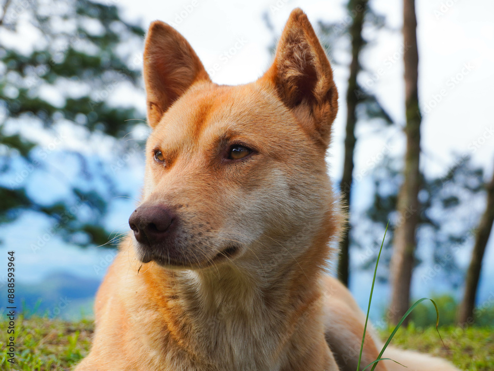 Cute brown short-haired dog lies on the grass on a spring morning. Cute brown short-haired dog lies on the grass on a spring morning.