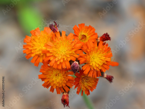 Pilosella aurantiaca (fox-and-cubs, orange hawk, devil's paintbrush, grim-the-collier) is a perennial flowering plant in the daisy family Asteraceae that is native to alpine regions of central europe photo