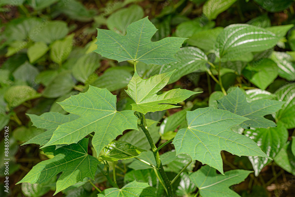 Vibrant Green Leaves Under Gentle Sunlight Vibrant Green Leaves Under Gentle Sunlight