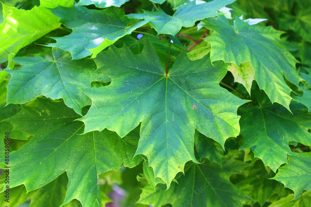 Harlequin Norway Maple, Acer platanoides 'Harlequin' is a variety of Norway maple which possesses attractive white-variegated light green foliage, Harlequin Norway Maple, Acer platanoides 'Harlequin' is a variety of Norway maple which possesses attractive white-variegated light green foliage,