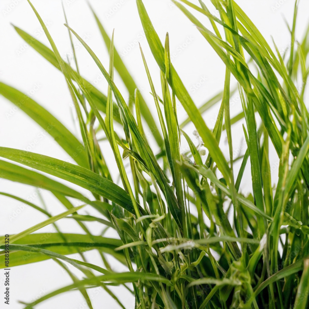 Obraz premium 잔디