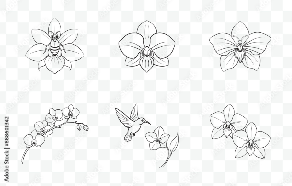 Print Elegant Orchid Line Art Vector Set for Intricate Floral Illustrations and Detailed Botanical Designs