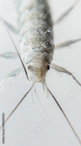 A detailed macro shot of a silverfish on a white b 6 1 insect, mosquito, isolated, macro, bug, animal, nature, white, pest, fly, malaria, gnat, close-up, closeup, white background, close, detail, bloo photo