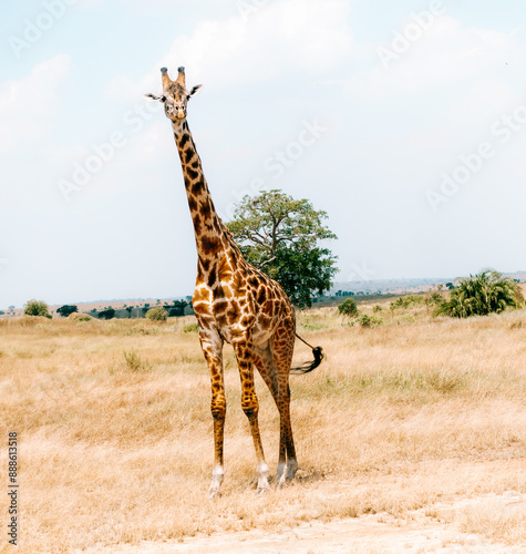 Canvas Print giraffe in the wild
