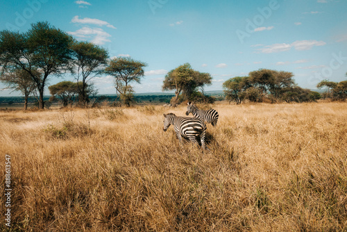 Photography zebra in the wild
