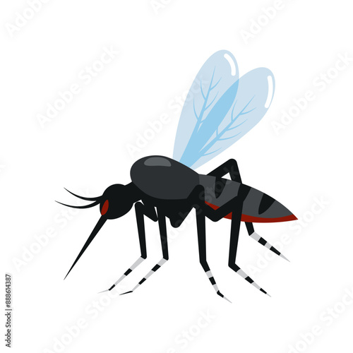 dengue mosquito after blood sucking