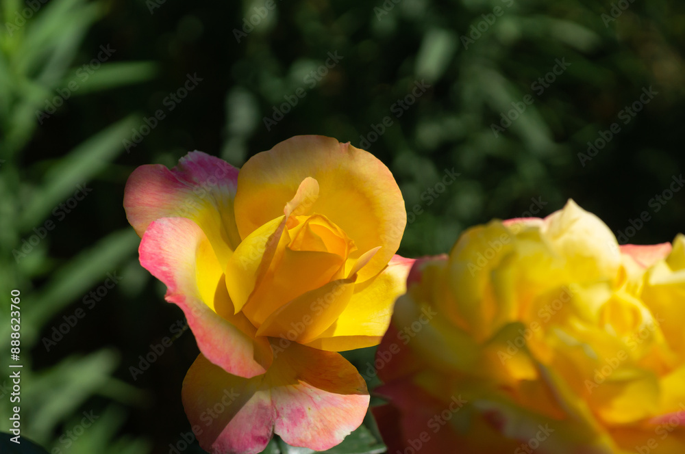 beautiful rose of two colors - pink and yellow close-up beautiful rose of two colors - pink and yellow close-up