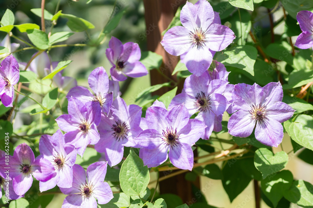 Fototapeta premium Close-up of a clematis flower in a summer garden