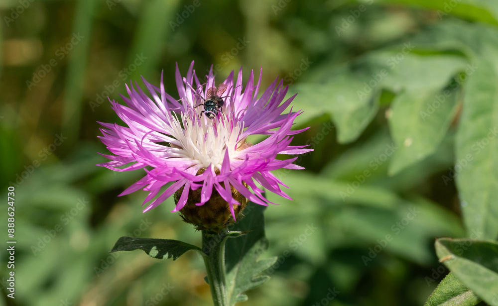 A close-up of a thistle flower
