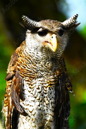 Barred eagle-owl (Ketupa sumatrana or Malay eagle-owl, Strigidae family) at Mount Merapi, an active stratovolcano located cca 28 km north of Yogyakarta city in central Java (Indonesia) photo