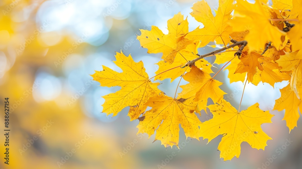 Yellow oak leaves swaying in the windy autumn air, Oak, Yellow, Windy Yellow oak leaves swaying in the windy autumn air, Oak, Yellow, Windy