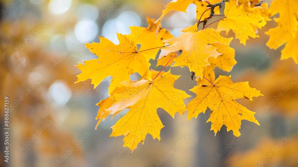 Yellow oak leaves swaying in the windy autumn air, Oak, Yellow, Windy Yellow oak leaves swaying in the windy autumn air, Oak, Yellow, Windy