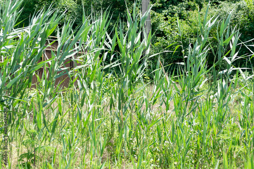 Fototapeta premium Reed bed with reeds swaying