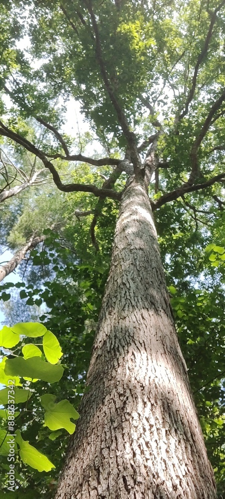 Naklejka premium Tree 2