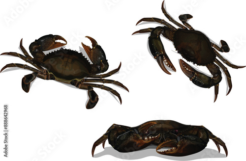 Set Mud Crab Scylla serrata above and front isolated on white background.