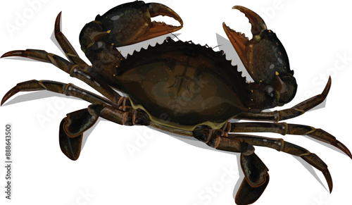 Mud Crab Scylla serrata isolated on white background.