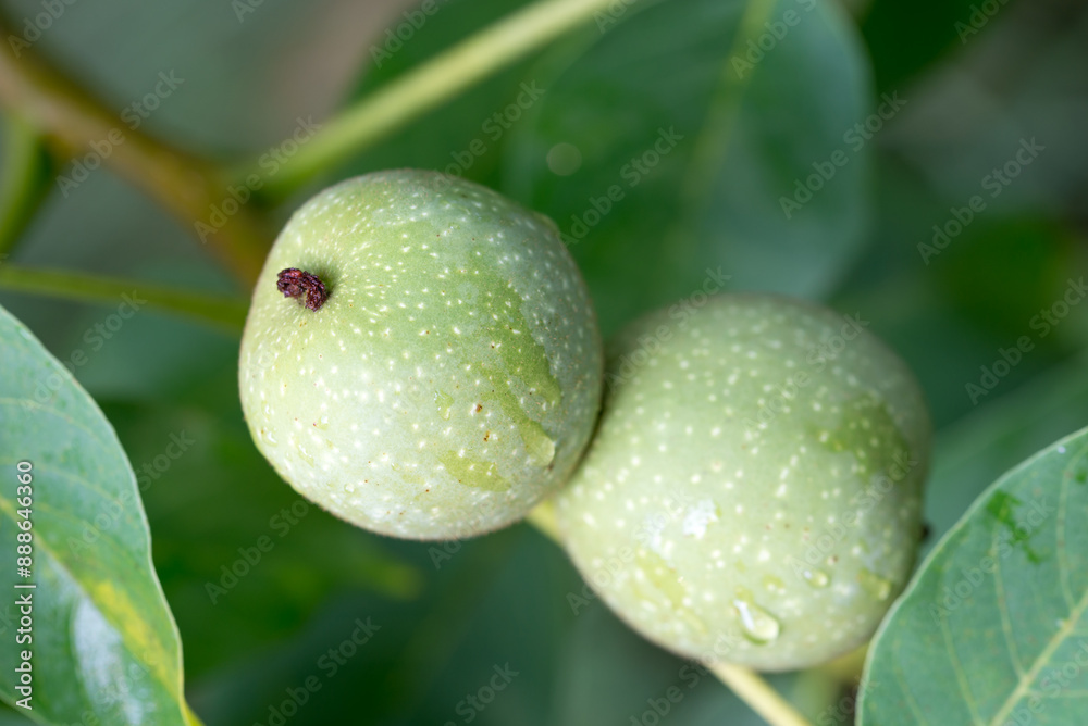 Common walnut, Juglans regia green fruits on twig closeup selective focus Common walnut, Juglans regia green fruits on twig closeup selective focus