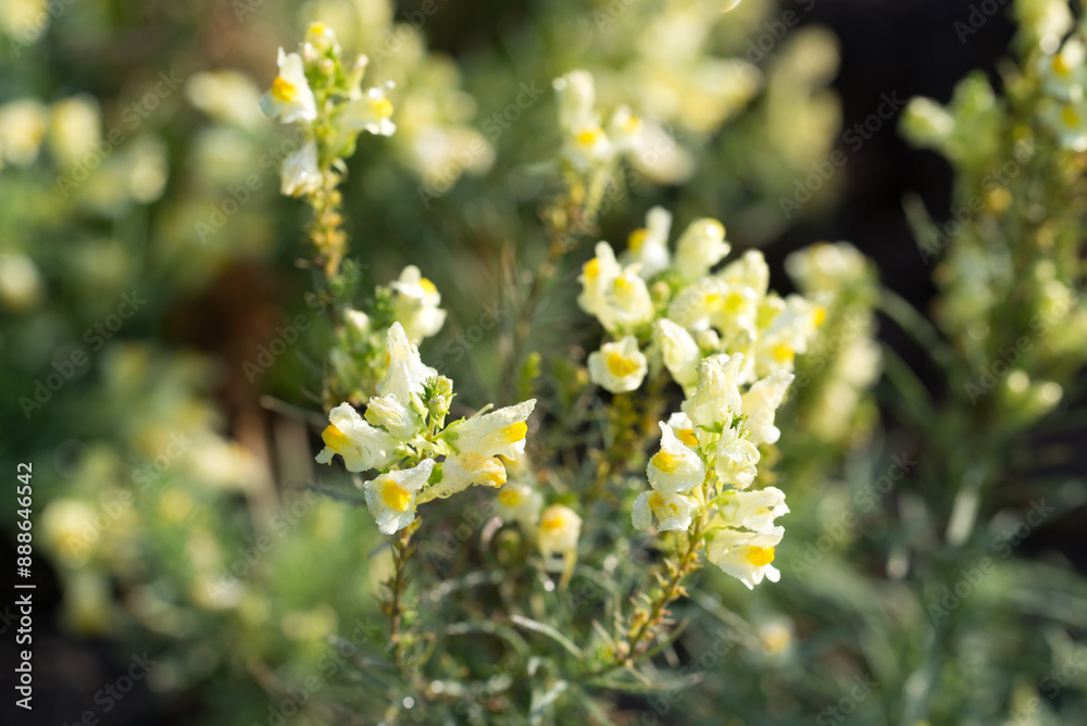 Common toadflax.Linaria vulgaris flowers closeup selective focus