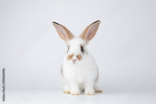 Healthy lovely baby bunny easter rabbit on white background. Cute fluffy rabbit on white background Animal symbol of easter day festival.