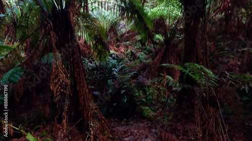 Wallpaper Mural Rainforest Trail in Melbourne Torontodigital.ca