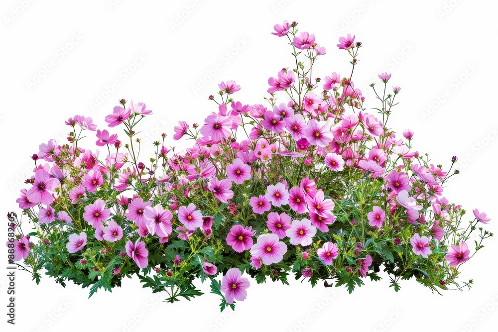 Pink flowers isolated on white background for garden design high quality clipping Pink flowers isolated on white background for garden design high quality clipping