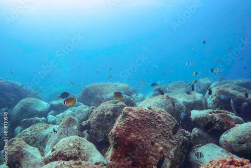 （タカノハダイ科）他 伊豆諸島式根島-2020年10月3日 Yellowfin goatfish (Mulloidichthys vanicolensis) Whitesaddle goatfish (Parupeneus ciliatus) Spotted Knifejaw (Oplegnathus punctatus) Redlip Morwong (Cheilodactylus zebra)