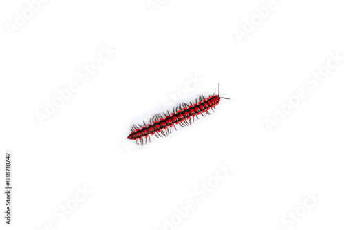 The flat-backed millipedes (Antheromorpha uncinata) isolated on white background, Red Flat backed millipedes photo