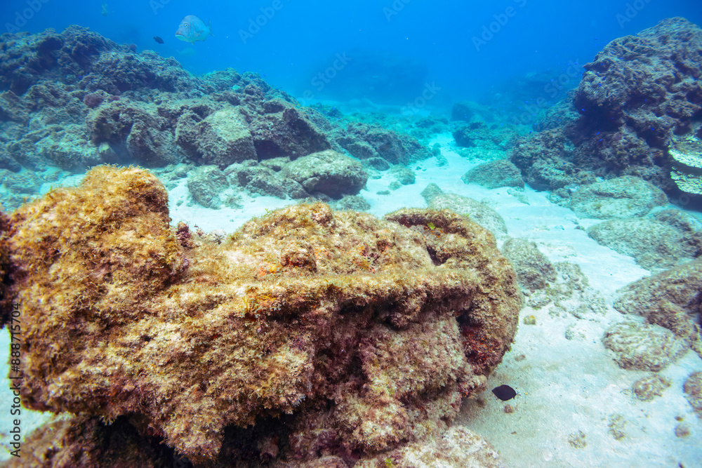 Obraz premium 水底に沈んでいる、謎の遺跡。 恐らく第二次世界大戦後に破棄された、新島にあった旧日本海軍の基地に在籍した船の機材。東京都伊豆諸島式根島-2020年10月3日