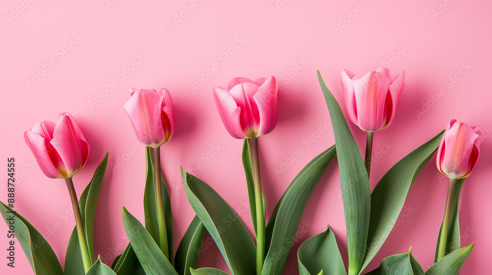 Soft pink tulips with green leaves on a matching pink background. Soft pink tulips with green leaves on a matching pink background.