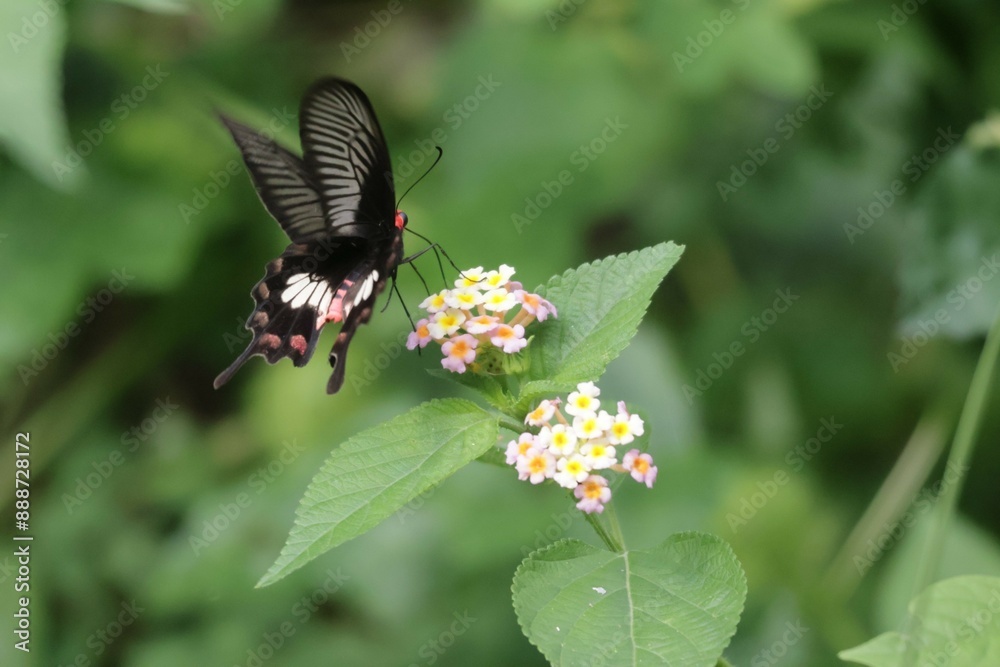 A colorful Common Jezebel butterfly on Zinnia flower plant A colorful Common Jezebel butterfly on Zinnia flower plant