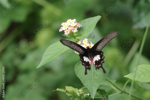 A colorful Common Jezebel butterfly on Zinnia flower plant photo