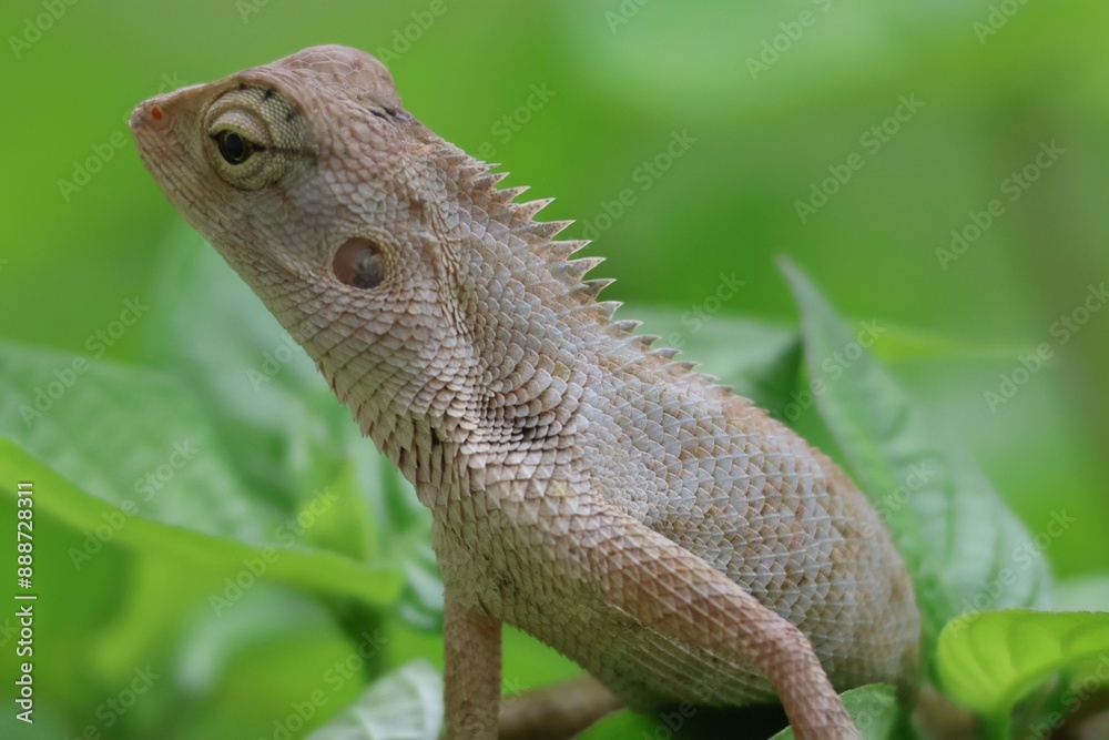 Fototapeta premium Thai chameleon on natural green background.