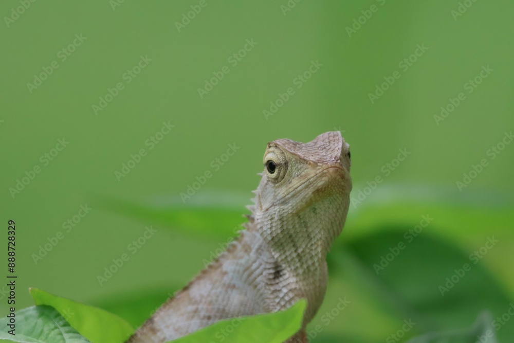 Thai chameleon on natural green background. Thai chameleon on natural green background.
