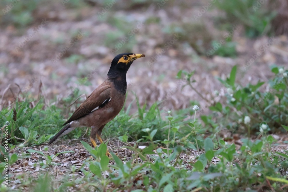 Beautiful common myna or Indian myna (Acridotheres tristis) walking on green grass in summer. Beautiful common myna or Indian myna (Acridotheres tristis) walking on green grass in summer.