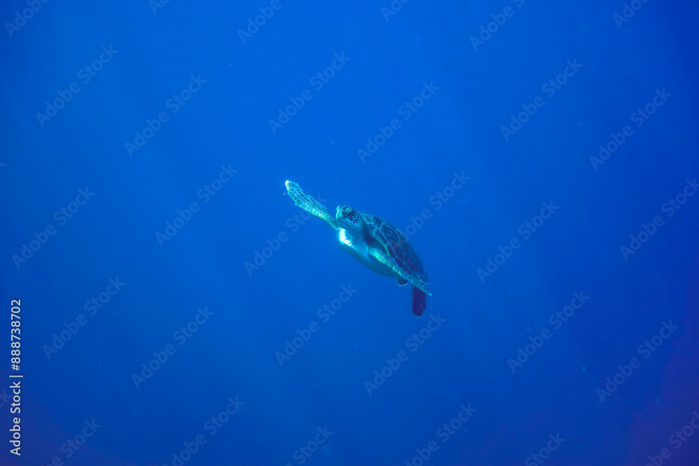 ゆったり泳ぐ美しく大きなアオウミガメ(ウミガメ科)。
東京都伊豆諸島式根島-2020年10月3日
A beautiful, large Green sea turtle (Chelonia mydas) swims leisurely.
ゆったり泳ぐ美しく大きなアオウミガメ(ウミガメ科)。
東京都伊豆諸島式根島-2020年10月3日
A beautiful, large Green sea turtle (Chelonia mydas) swims leisurely.