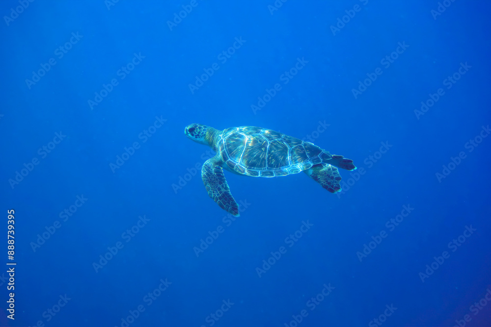 ゆったり泳ぐ美しく大きなアオウミガメ(ウミガメ科)。
東京都伊豆諸島式根島-2020年10月3日
A beautiful, large Green sea turtle (Chelonia mydas) swims leisurely.
ゆったり泳ぐ美しく大きなアオウミガメ(ウミガメ科)。
東京都伊豆諸島式根島-2020年10月3日
A beautiful, large Green sea turtle (Chelonia mydas) swims leisurely.