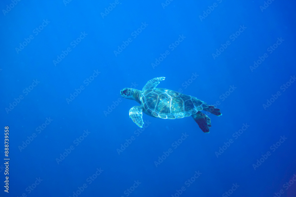 ゆったり泳ぐ美しく大きなアオウミガメ(ウミガメ科)。
東京都伊豆諸島式根島-2020年10月3日
A beautiful, large Green sea turtle (Chelonia mydas) swims leisurely.
ゆったり泳ぐ美しく大きなアオウミガメ(ウミガメ科)。
東京都伊豆諸島式根島-2020年10月3日
A beautiful, large Green sea turtle (Chelonia mydas) swims leisurely.